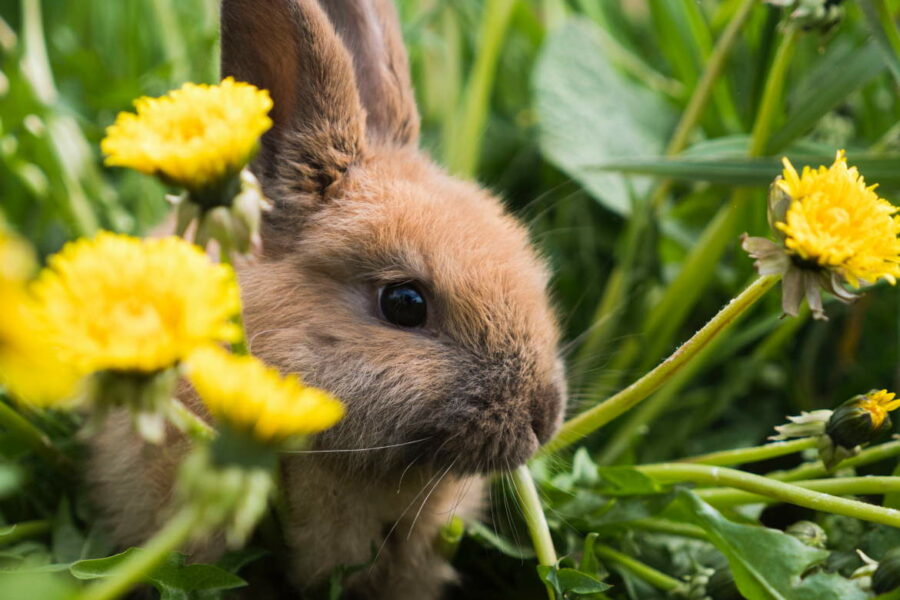 A brown rabbit surrounded by grass and dandelions