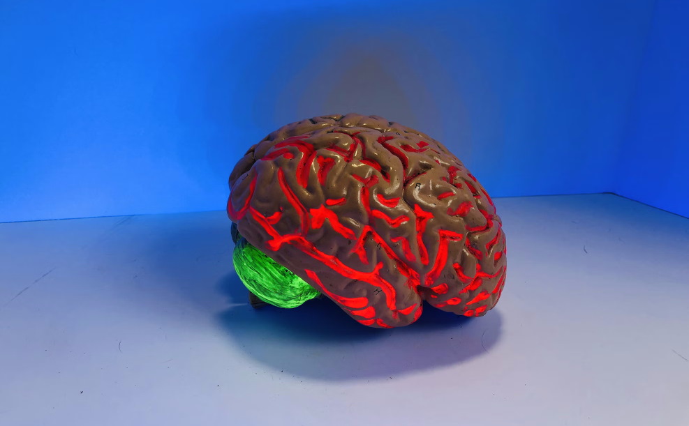 A model of a human brain with glowing orange and green parts
