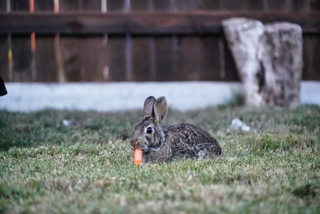 A grey and brown rabbit eating a carrot in a garden